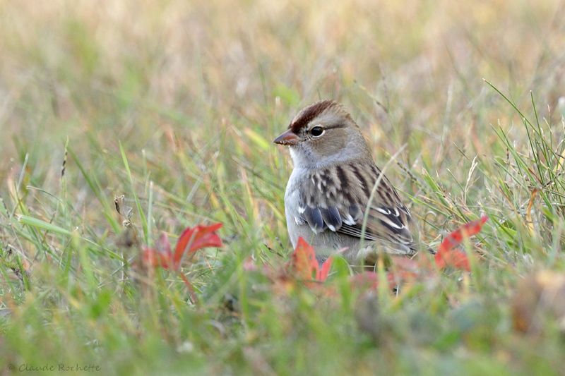 Bruant à couronne blanche / White-crowned Sparrow