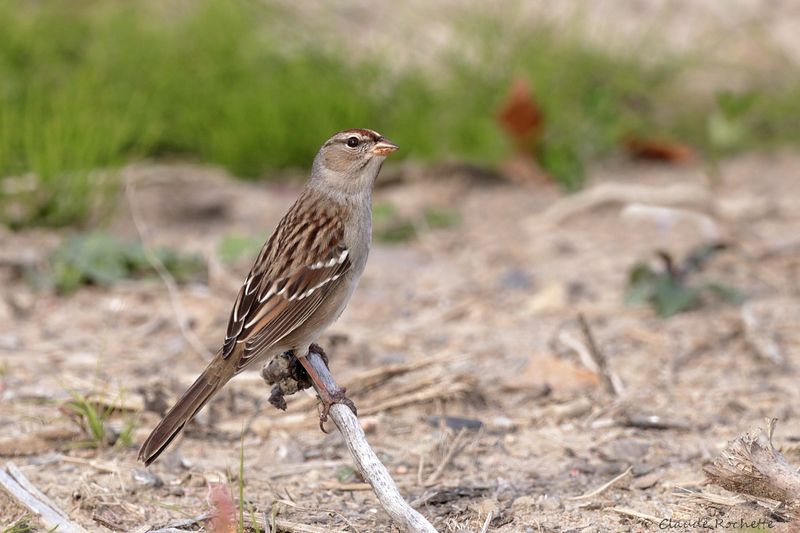 Bruant à couronne blanche / White-crowned Sparrow