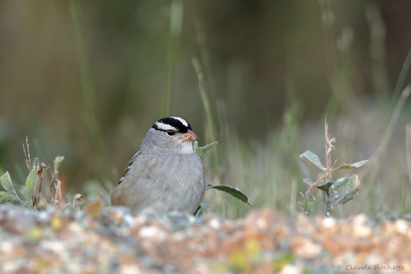 Bruant à couronne blanche / White-crowned Sparrow
