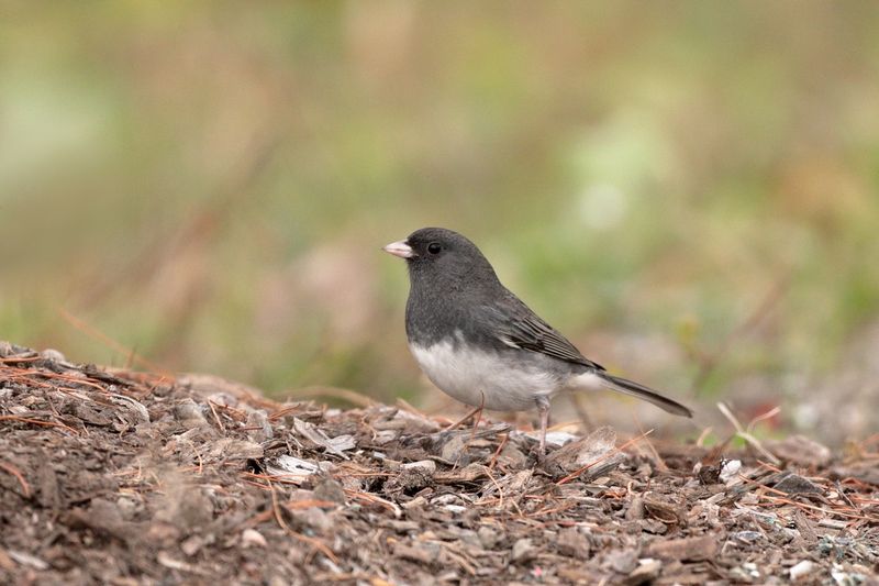Junco ardoisé / Dark-eyed Junco