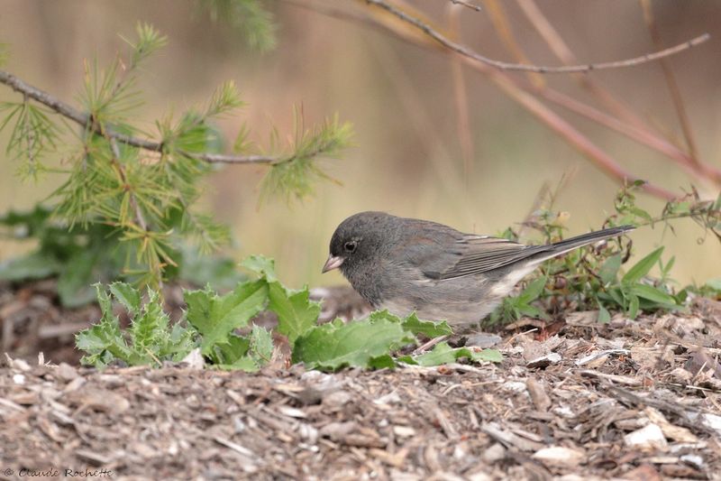 Junco ardoisé / Dark-eyed Junco