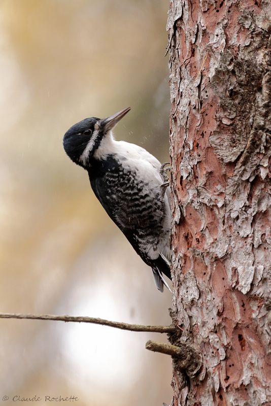 Pic à dos noir / Black-backed Woodpecker