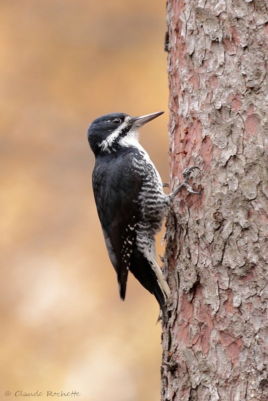 Pic à dos noir / Black-backed Woodpecker
