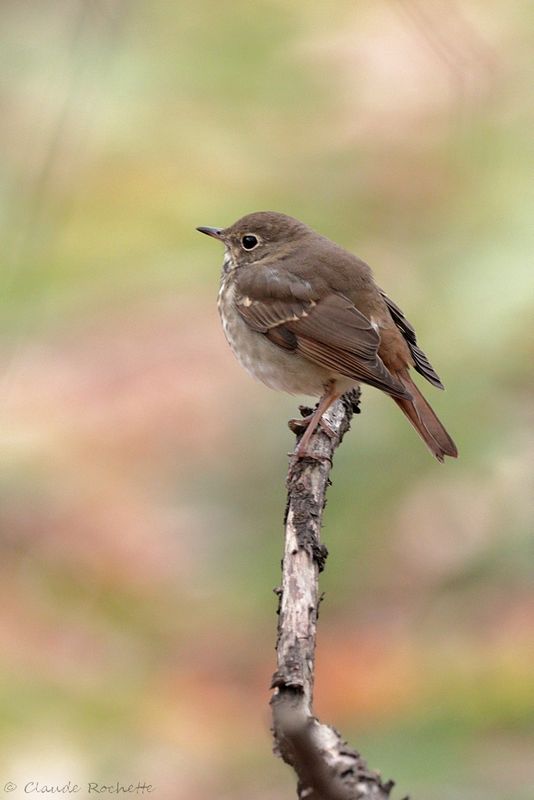 Grive solitaire / Hermit Thrush