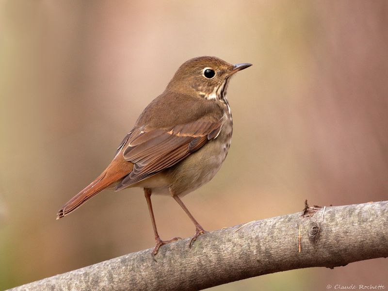 Grive solitaire / Hermit Thrush