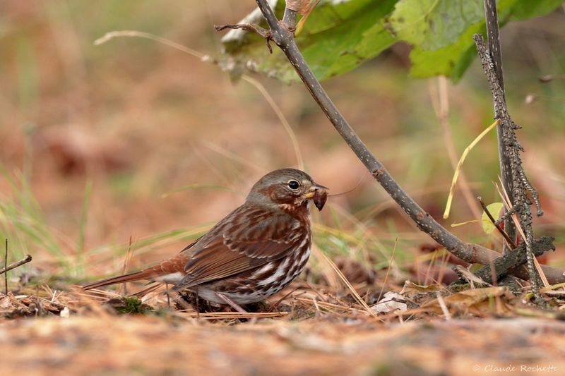 Bruant fauve / Fox Sparrow
