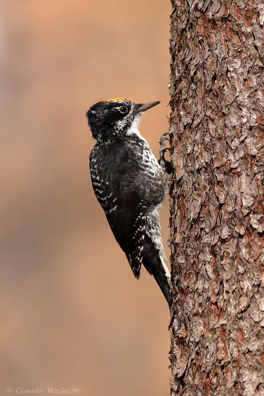 Pic à dos rayé / American Three-toed Woodpecker
