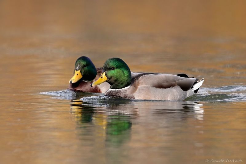 Canard, Échassier et Limicole