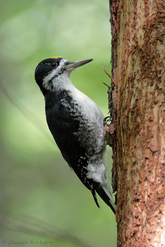 Pic à dos noir / Black-backed Woodpecker
