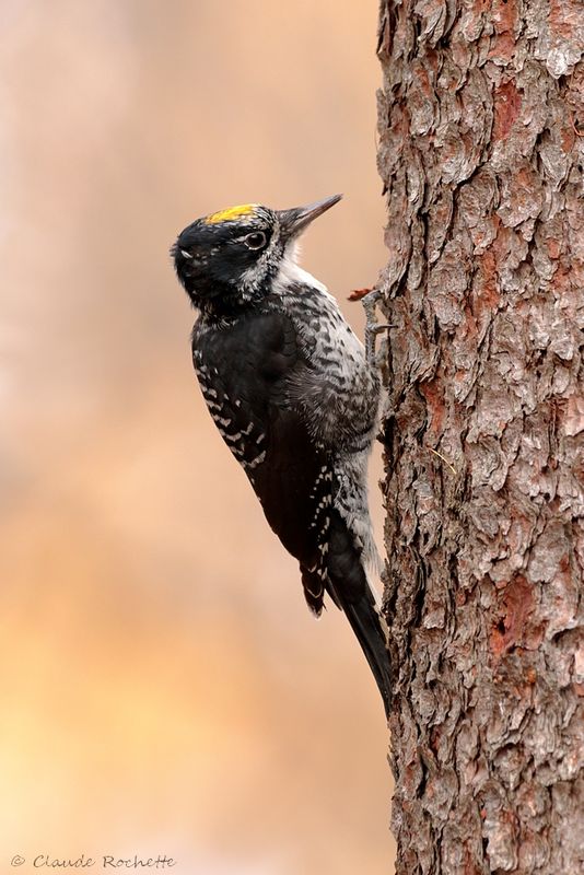 Pic à dos rayé / American Three-toed Woodpecker