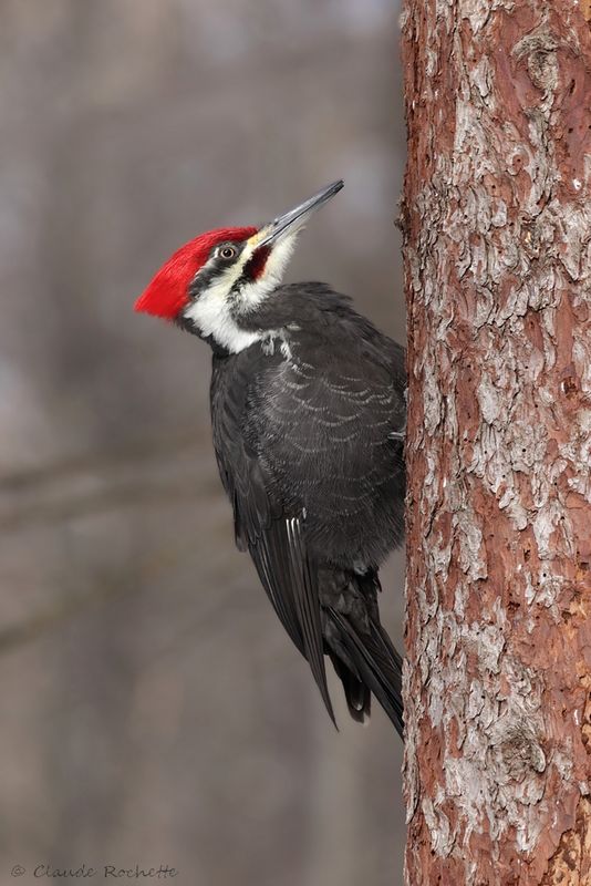 Pic, Sittelle et grimpereau