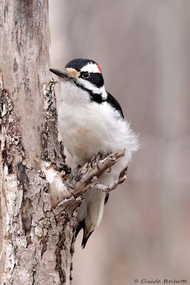 Pic chevelu / Hairy Woodpecker