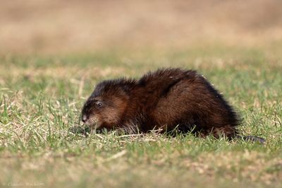 Rat musqué / Muskrat