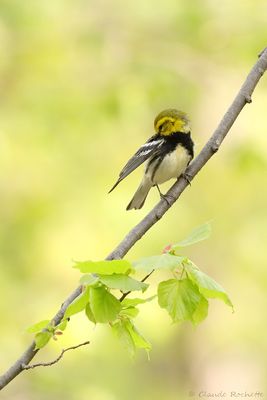 Paruline à gorge noire / Black-throated Green Warbler