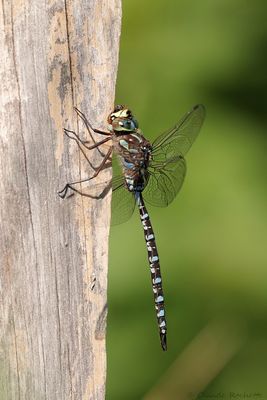 g13/36/1148536/3/173941658.a41a0846.JPEG