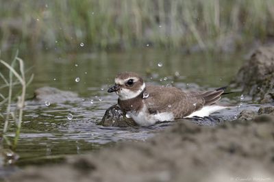 Pluvier semipalmé / Semipalmated Plover