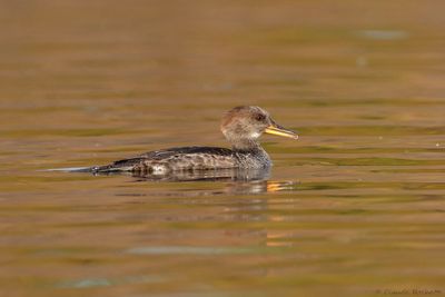 Harle couronné / Hooded Merganser