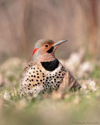 Pic flamboyant / Northern Flicker