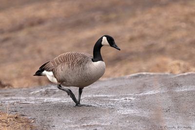 Canard, Échassier et Limicole