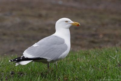 Canard, Échassier et Limicole