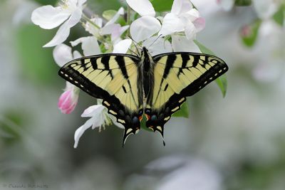 Flore et Insecte