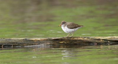 Canard, Échassier et Limicole
