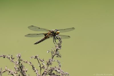 Flore et Insecte