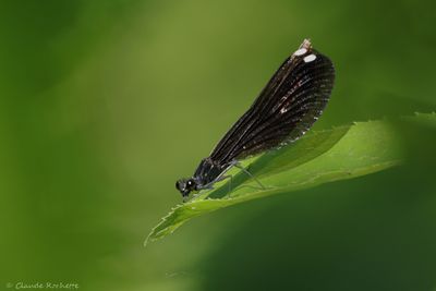 Flore et Insecte