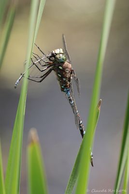 Flore et Insecte