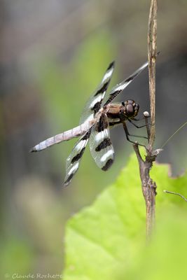 Flore et Insecte