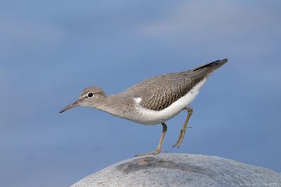 Canard, Échassier et Limicole