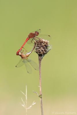 Flore et Insecte