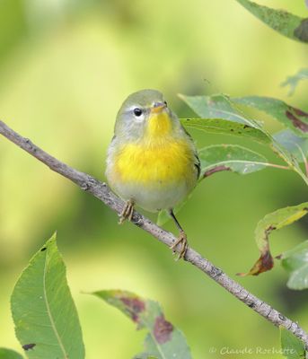Oiseau