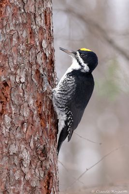 Pic, Sittelle et grimpereau