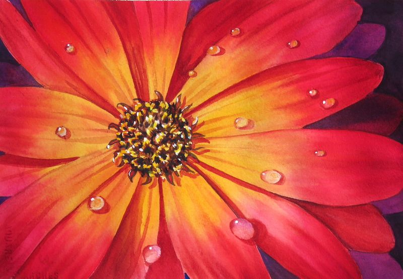 Marguerite Daisy - 12 x 9 sm.JPG