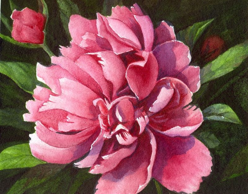 Pink Peony- 12 x9 sm.jpg