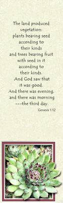 The third day - Genesis 1:12