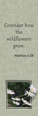 Consider how the wildflowers grow - Matthew 6:28