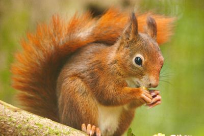 Red Squirrel