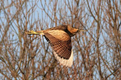Bittern IMG_1178 