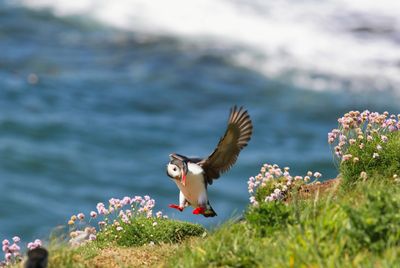 puffins