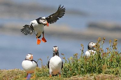 puffins