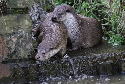 otters