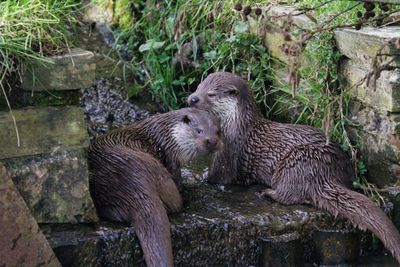 otters
