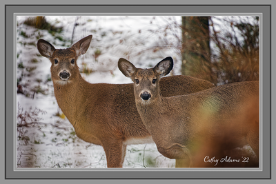 The two fawns from this spring