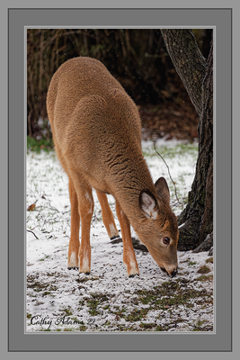 This years fawn