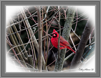 Male Cardinal