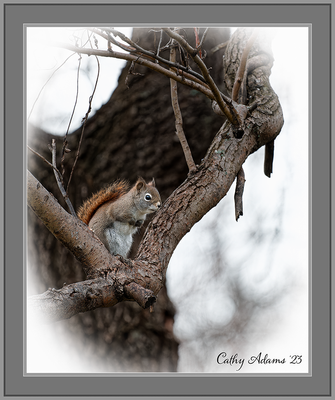 Little Red Squirrel eyeing the peanuts!