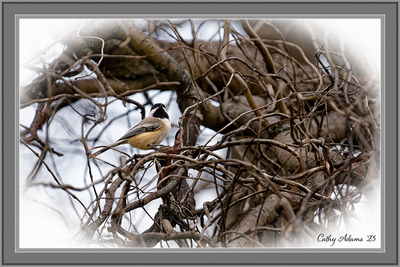 Chickadee