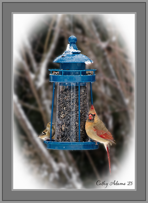 Female cardinal and goldfinch
